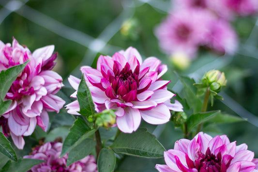 Fall CSA Bouquet Subscription