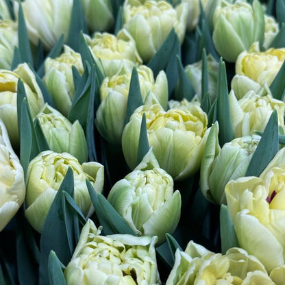 2026 Winter Tulip CSA