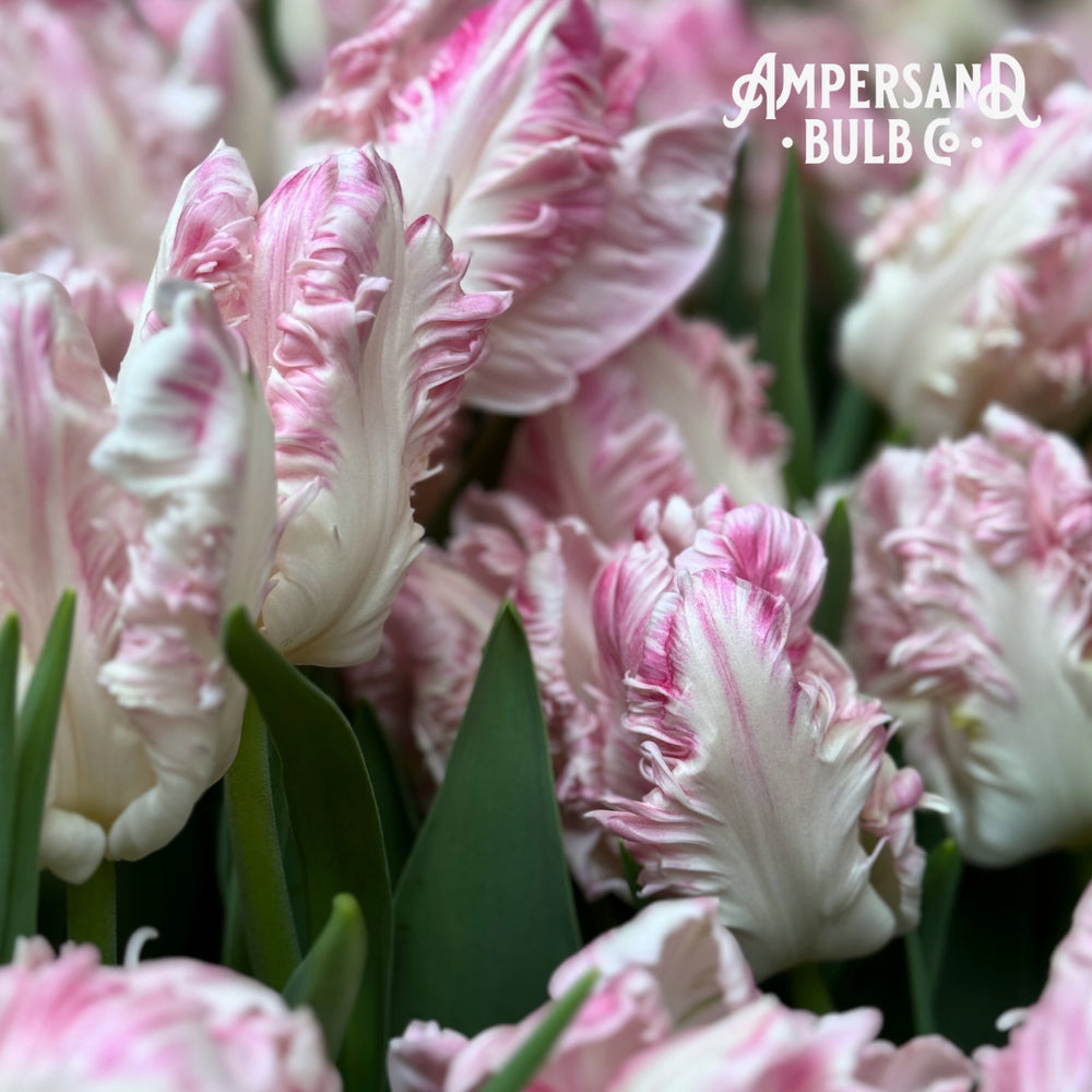 2026 Winter Tulip CSA