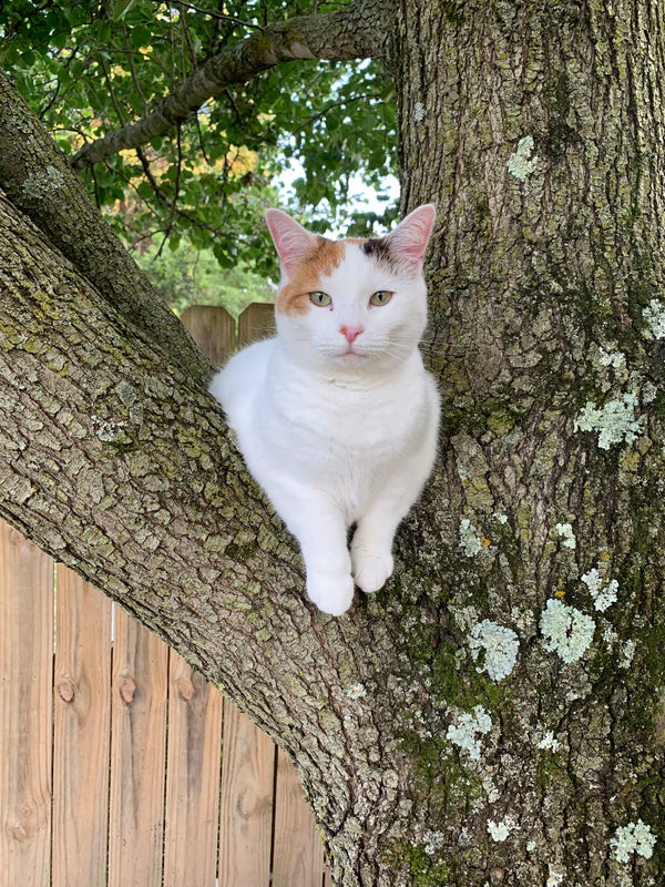 Petunia