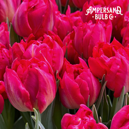 2026 Winter Tulip CSA