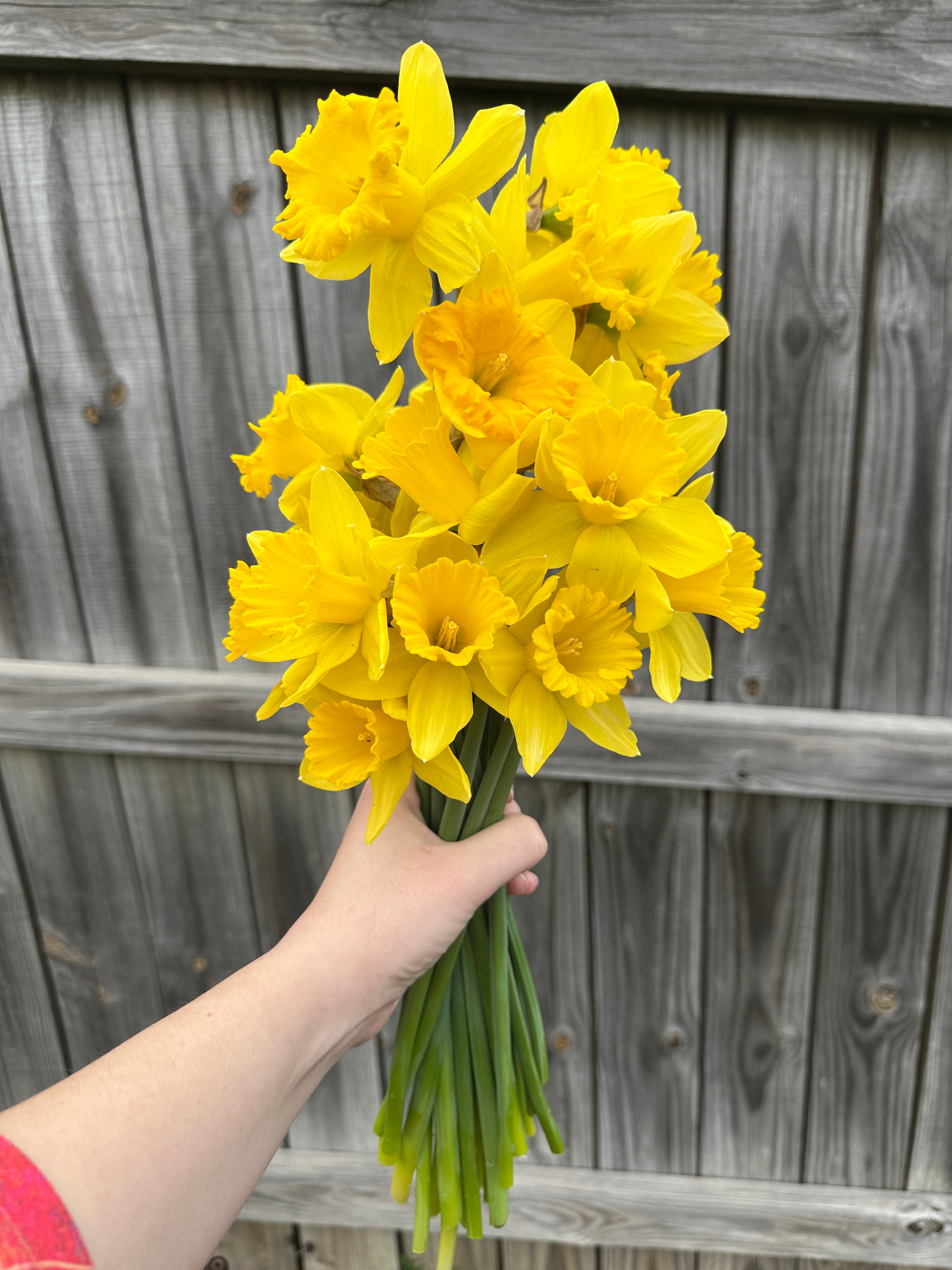 Daffodil Bouquet