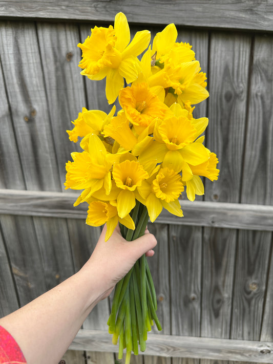 Daffodil Bouquet