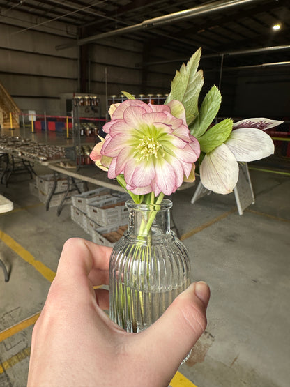 Bud Vase Refill