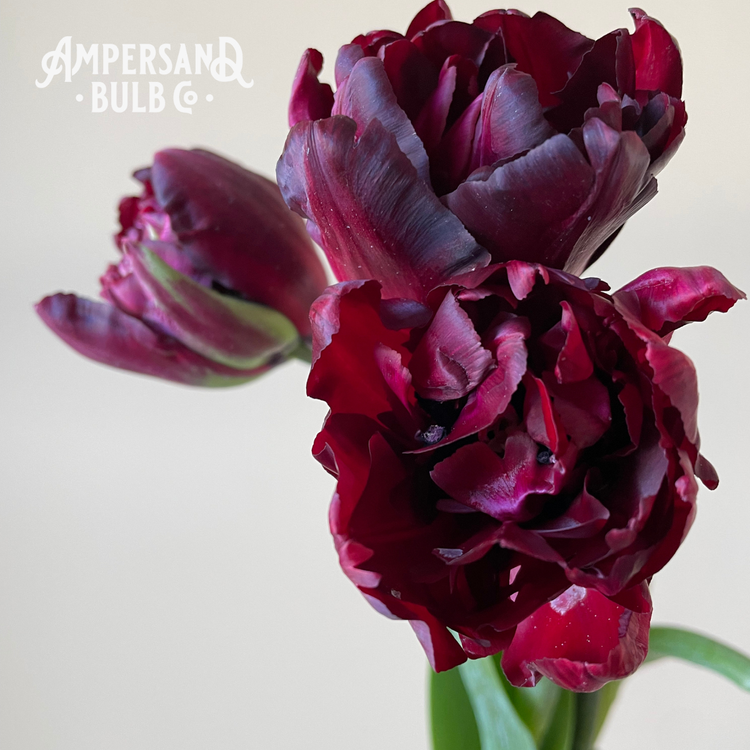 2026 Winter Tulip CSA