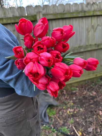 2026 Winter Tulip CSA
