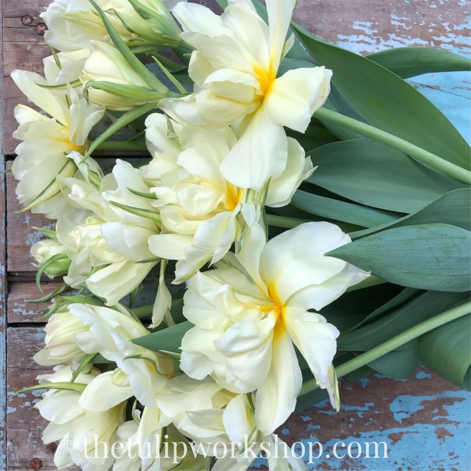 2026 Winter Tulip CSA
