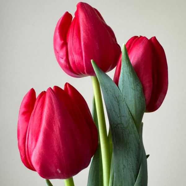 2026 Winter Tulip CSA