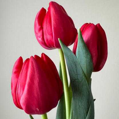 2026 Winter Tulip CSA