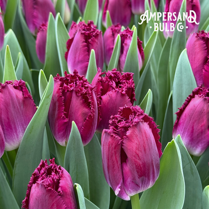 2026 Winter Tulip CSA