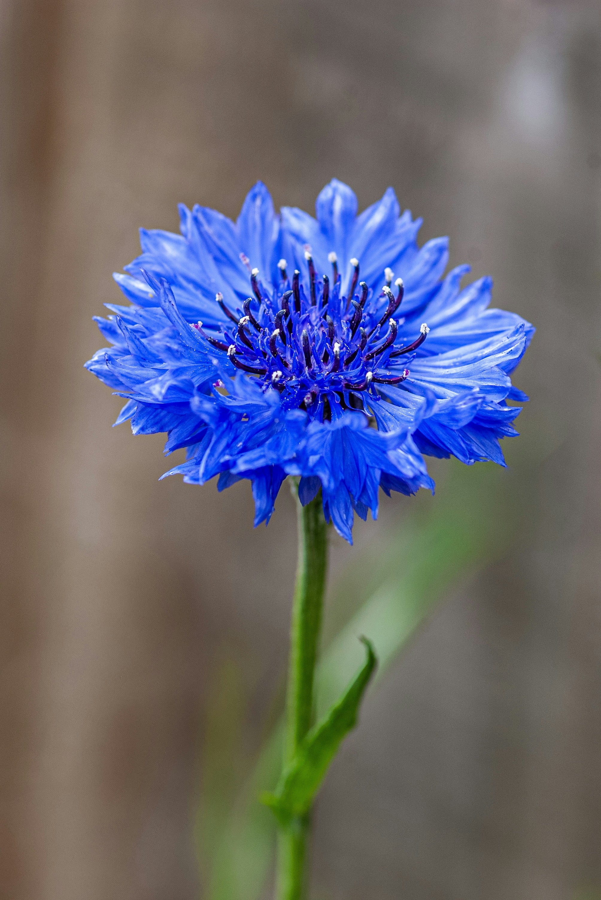 Centaurea – ‘Tall Blue Boy’ (Bachelor Button)