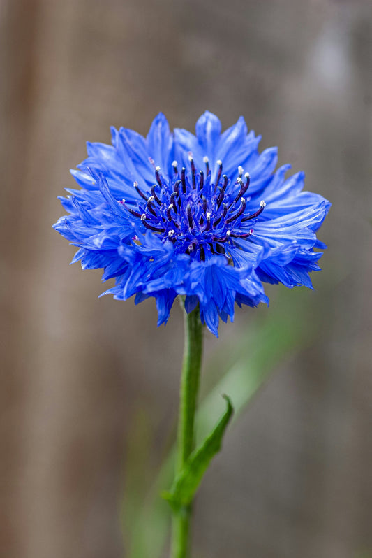 Centaurea – ‘Tall Blue Boy’ (Bachelor Button)